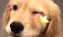 网红吃瓜狗子图片大全大图,萌图大全大图来袭！